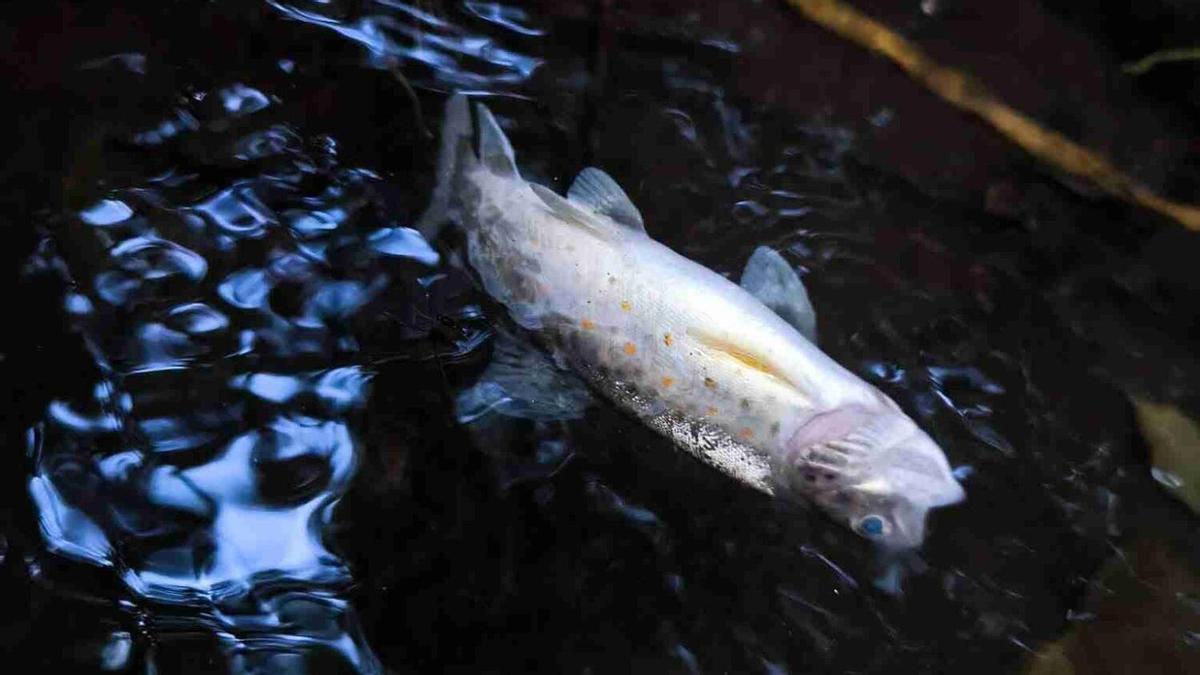 Muerte masiva de truchas en el río Asneiro por vertido de purín