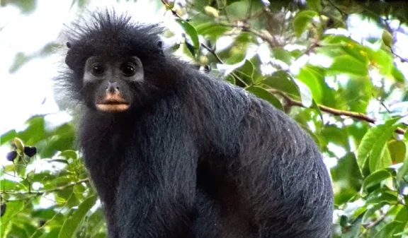Nueva especie de mono descubierta en el Congo