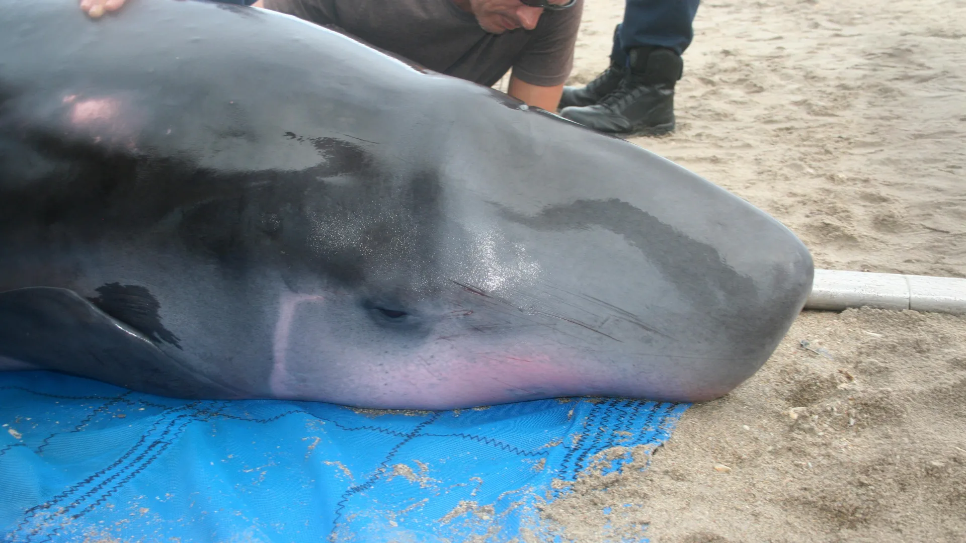Scientists Discover New Bacterial Genotypes in Pygmy Sperm Whales Linked to Digestive Issues