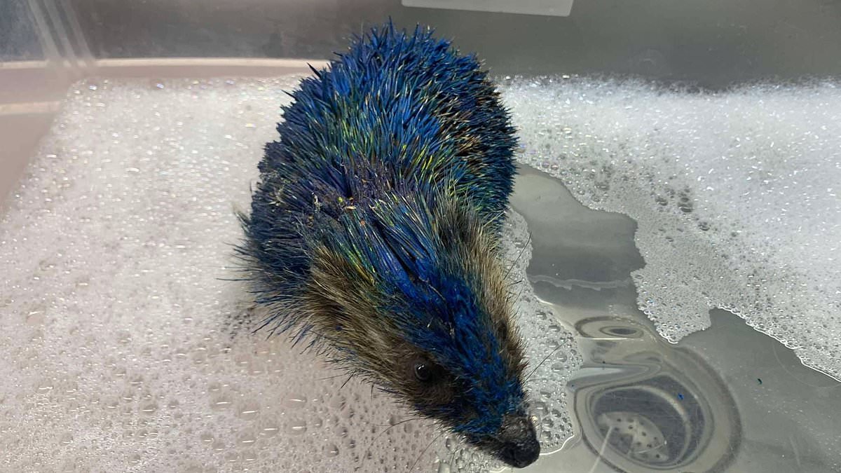 Four Men Arrested for Painting Hedgehog in Leeds United Colors