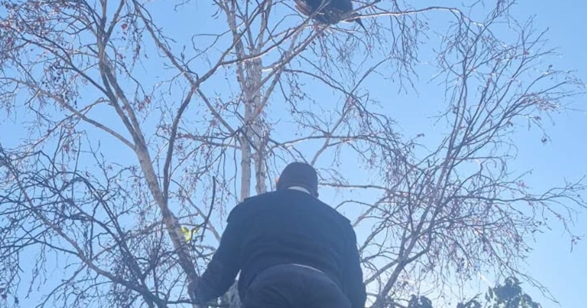 SPCA rescues exhausted hadeda trapped by discarded fishing line in Midrand