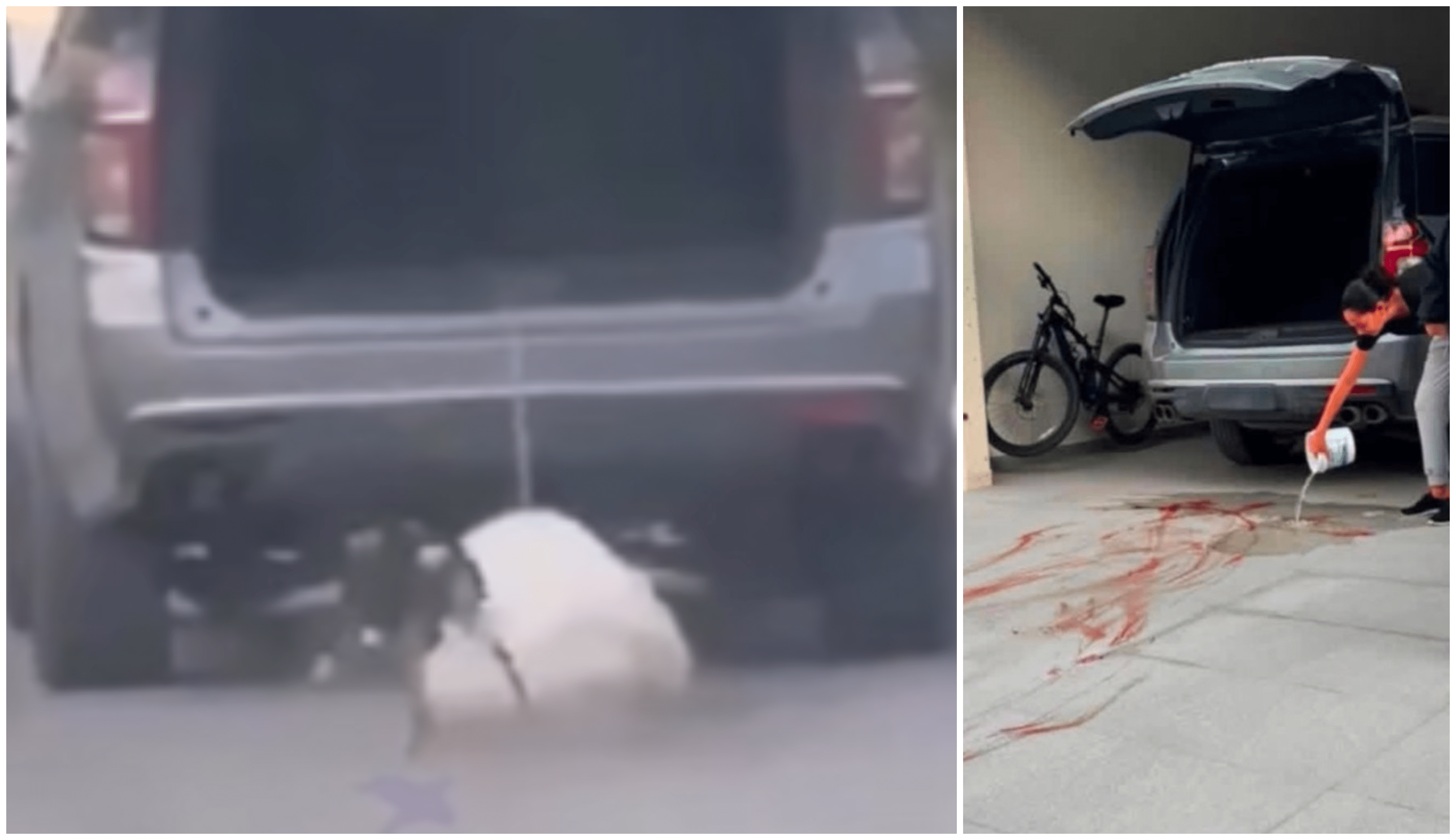 Perro de 14 años muere tras ser arrastrado y atropellado por su dueña en Coahuila