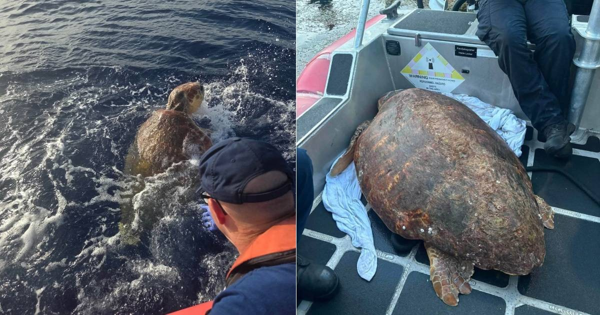 Rescate de tortuga marina en los Cayos de Florida por guardacostas de EE.UU.