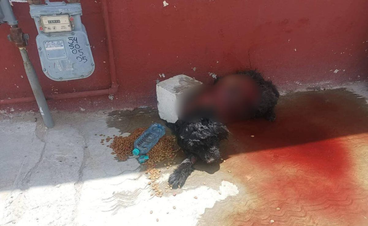 Perrito chow chow fue desollado en Ciudad Juárez; autoridades investigan y ofrecen recompensa