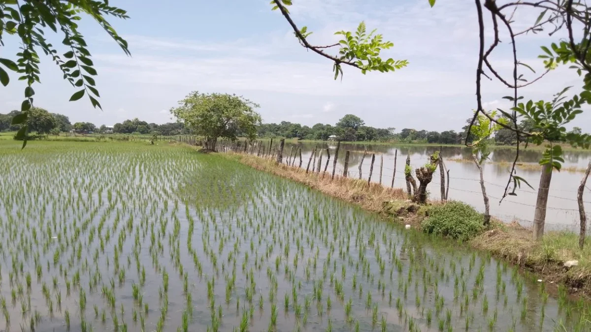 Ecuador reactiva envío de arroz a Colombia con operación de 30,000 toneladas