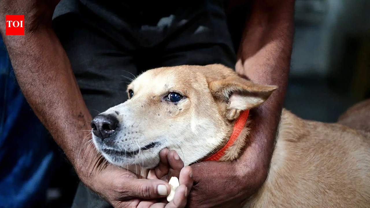 Delhi High Court initiates suo motu PIL to monitor implementation of Supreme Court directions on stray dog management