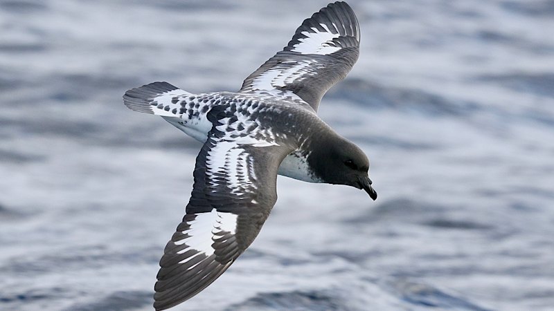 Bird flu confirmed in Queensland after petrel found on Moreton Island