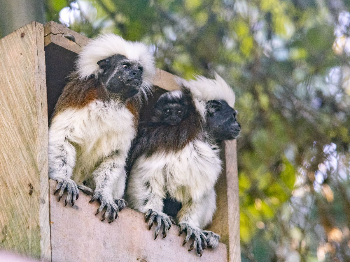 Colombia enfrenta amenaza a 2.104 especies por deforestación y ganadería