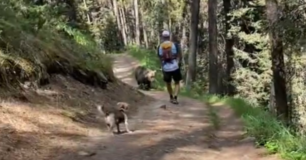 Hikers face charges after off-leash dog encounter with bear in Banff