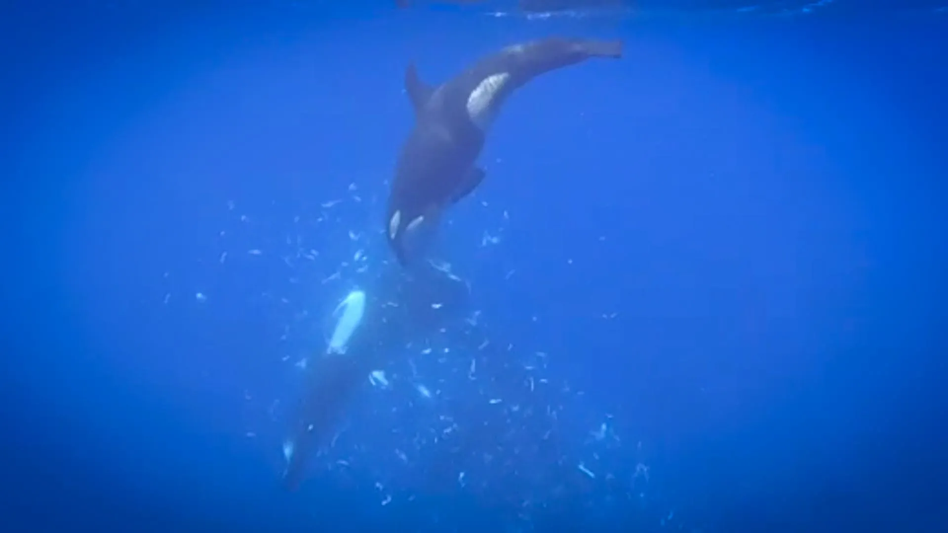 Researchers document orca teamwork in breaking down sunfish for feeding