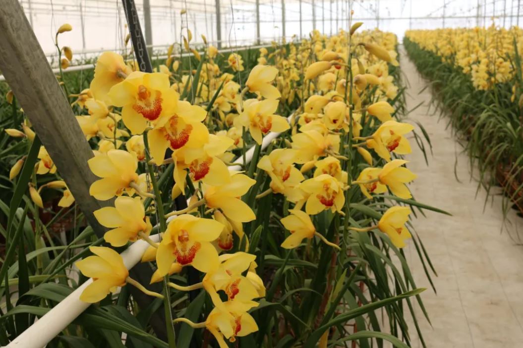 Acuerdo comercial entre México y Guatemala mantiene exenciones arancelarias para productos agrícolas