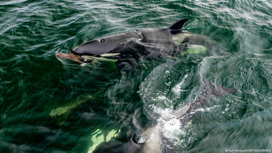 Orcas destruyen pez luna en comportamiento inédito