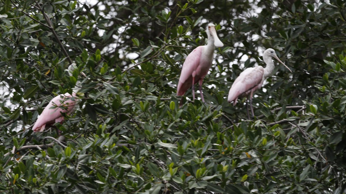 Guayaquil's Mangrove Conservation: Balancing Urban Growth and Nature Preservation