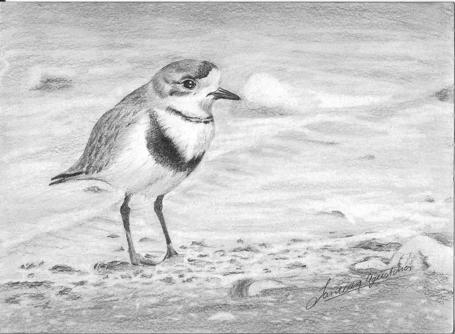 Chorlito de doble collar