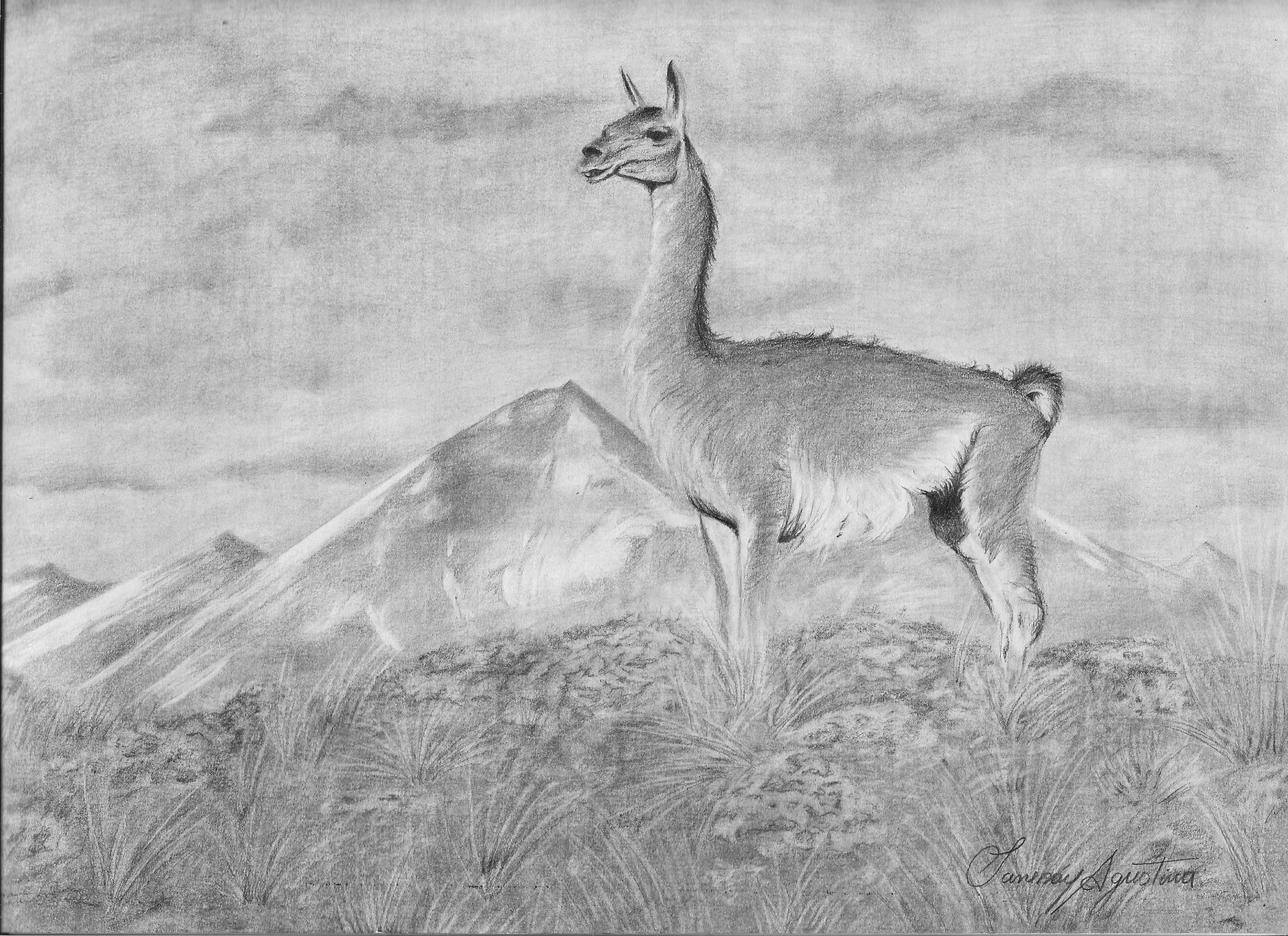 Guanaco