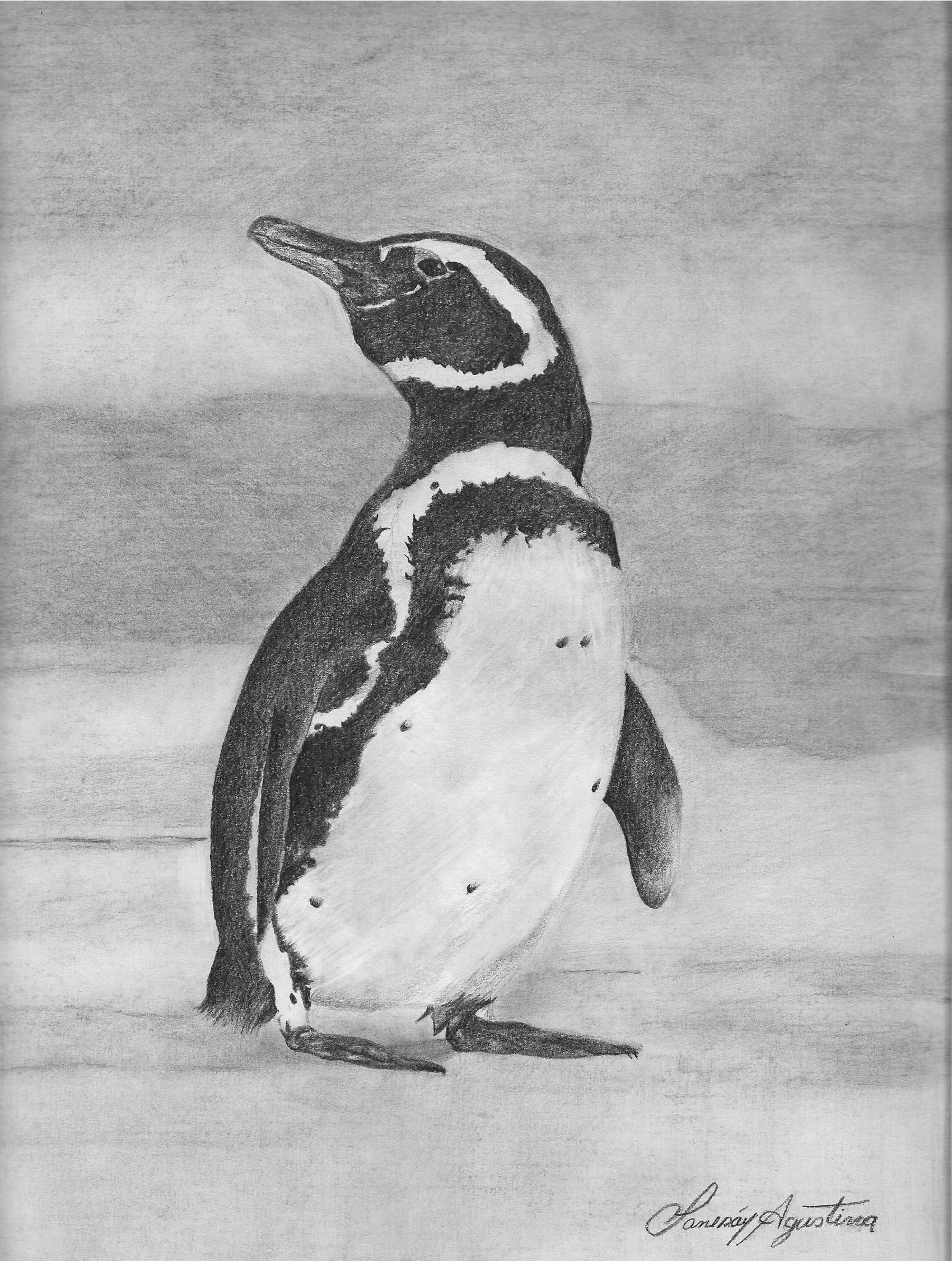 Pinguino