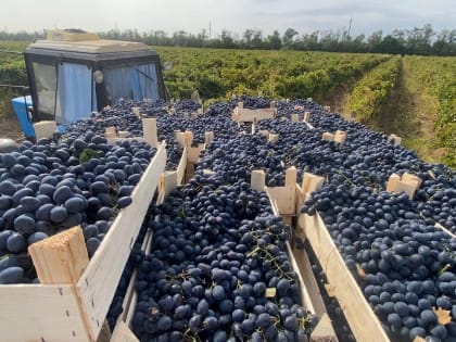 В виноградарском хозяйстве из Темрюкского района начнут внедрять инструменты бережливых технологий