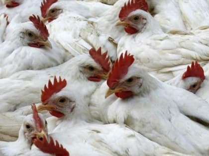 Проблема гриппа птиц: угроза для сельского хозяйства и дикой природы
