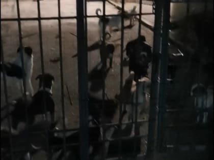 Собачий приют в центре Новороссийска вызывает недовольство соседей