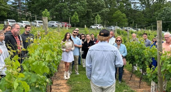 Crown Club Saturday: Vineyard Walk