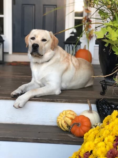 Paws to Read with Hank