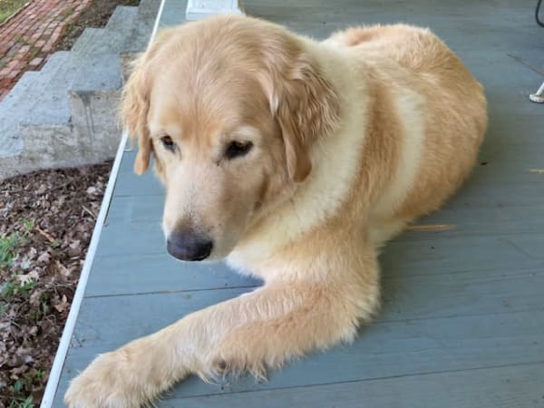 Paws to Read with Scout