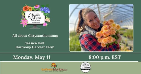 ASCFG Ask An Expert- All about Chrysanthemums