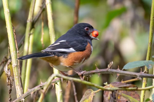 Garden Basics: Attracting Birds to Your Garden