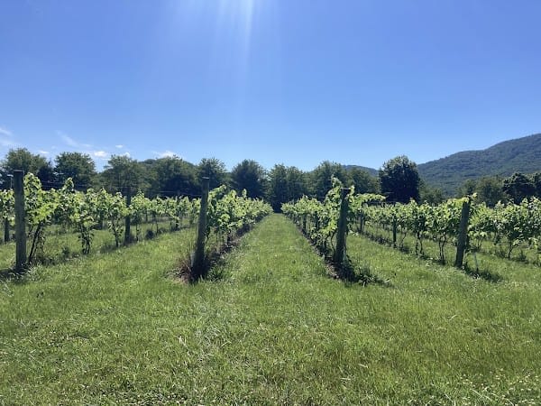 Caihailian Vineyard