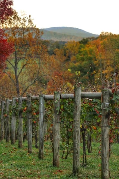 Lovingston Winery