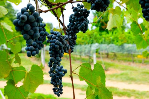 Elk Island Winery