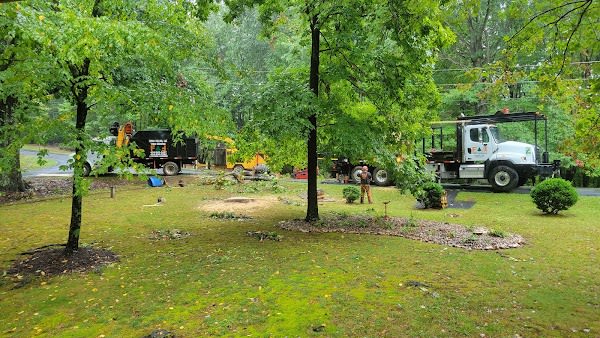 Ferro Felling Tree Service