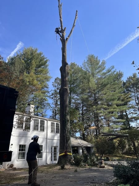 Jones Tree Service & Landscaping, LLC