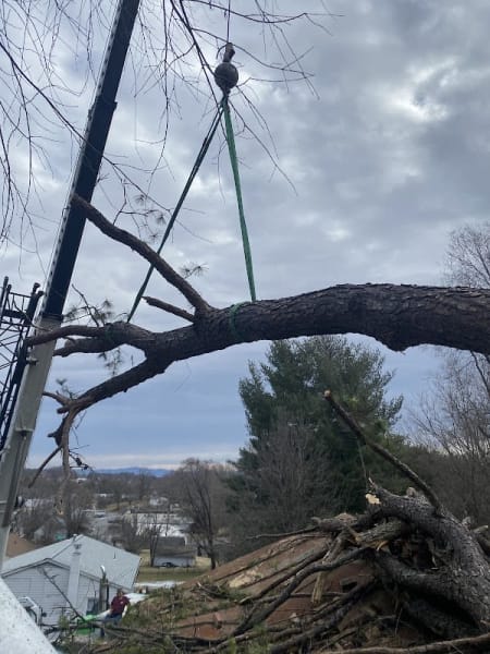 Queen City Silviculture (Tree Service)
