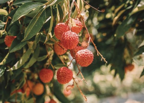 Clark Tree Service Crozet