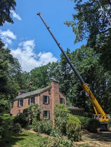 Cox's Tree Service