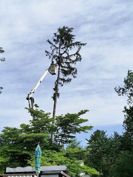 Topless Tree Works