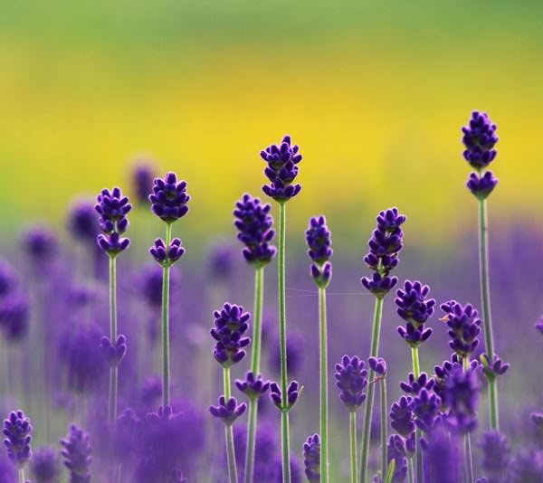 HEALTH MATTERS Esthetics and Massage