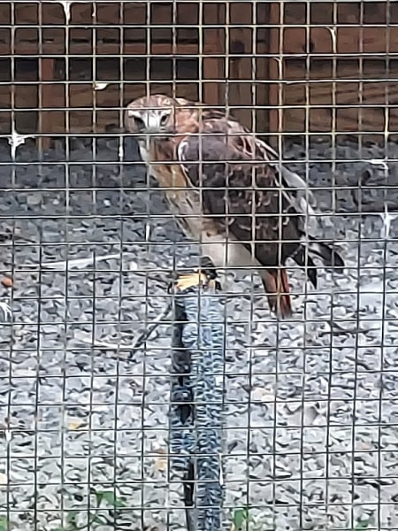 Wildlife Center of Virginia