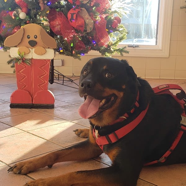 Commonwealth Veterinary Clinic
