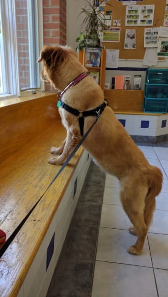 Woodworth Animal Hospital