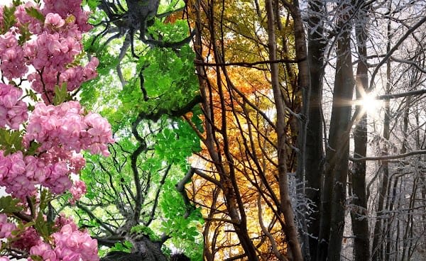 Four Seasons Harmony Holistic Health, Healing, & Ayurveda