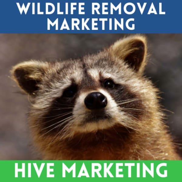 Hive Marketing