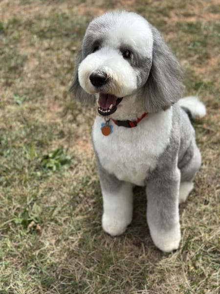 Countryside Pet Grooming
