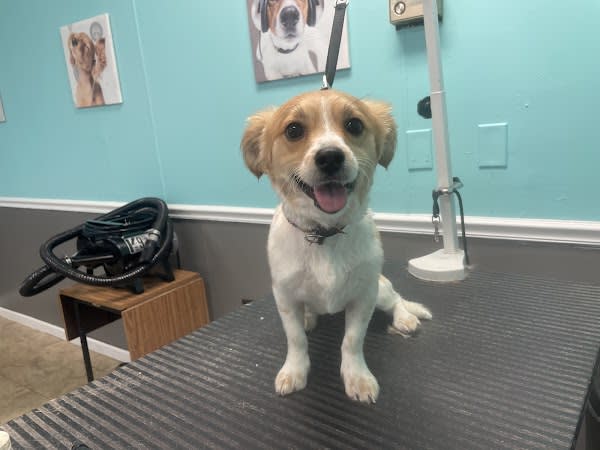 Canine Designs Grooming Salon, LLC