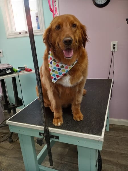 Whine N Shine Dog Grooming