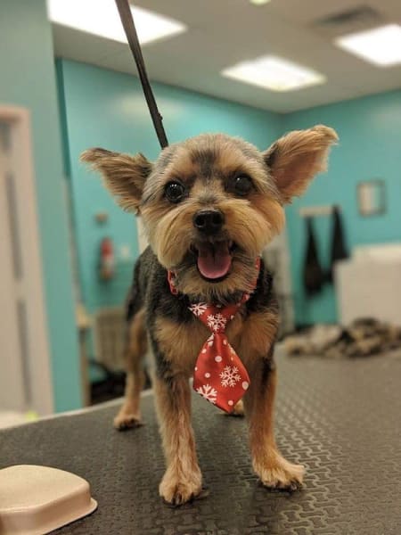 Shaggy to Chic Grooms llc