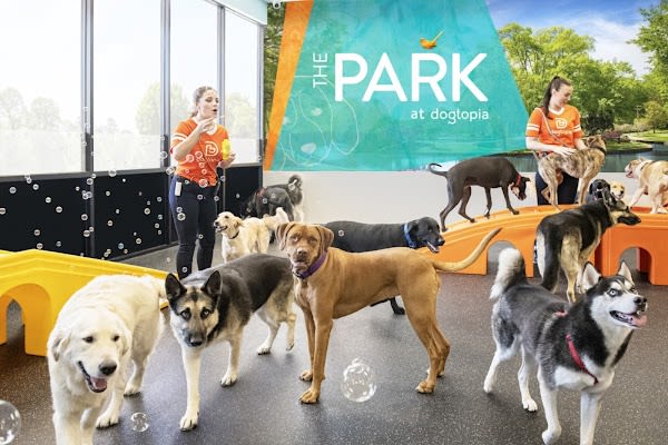 Dogtopia of Charlottesville