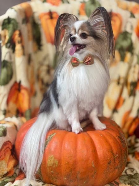 Steph's Bubbles & Bows Pet Grooming & Boutique