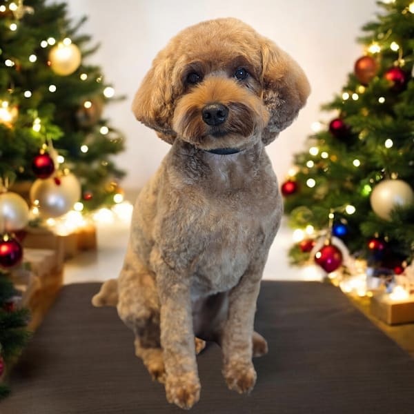 Little Creek Dog Grooming LLC